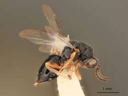 Imagem de Eurytoma flavifacies Bugbee 1969