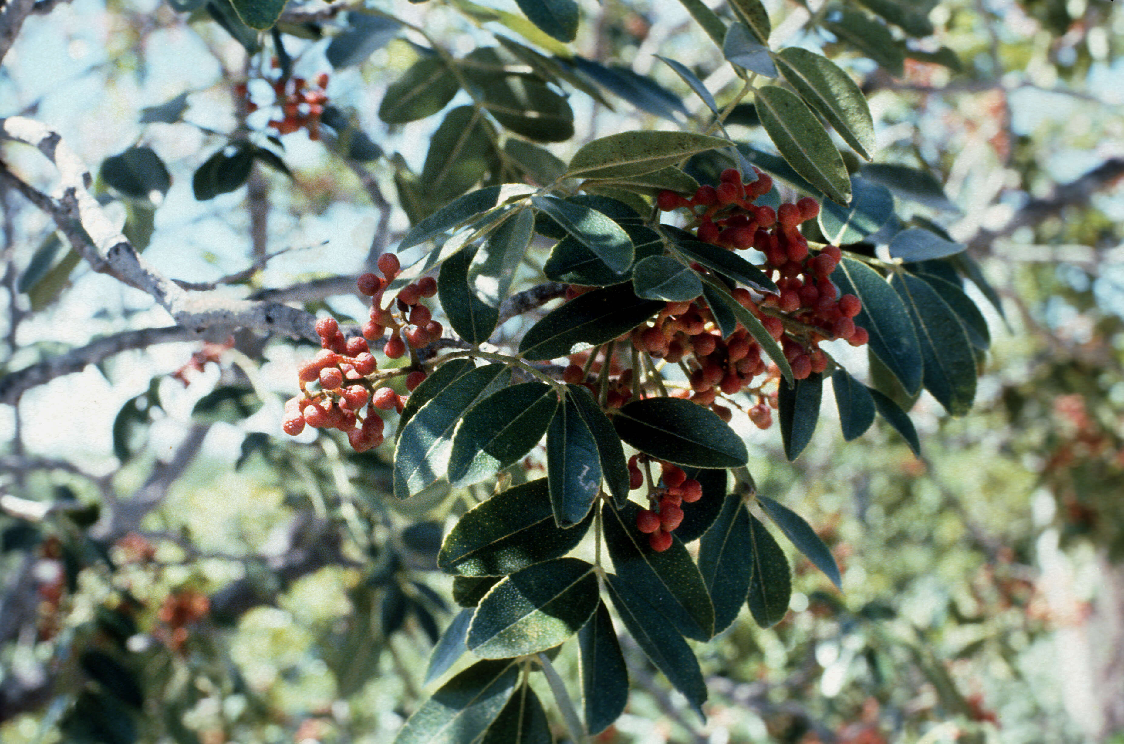 Imagem de Zanthoxylum flavum Vahl