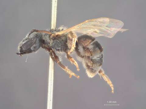 Image of Halictus