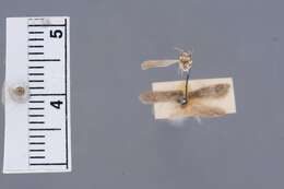 Image of Holcocera aphidella Walsingham 1907