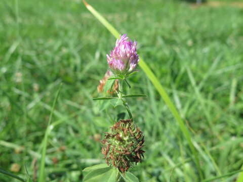 Image of Red Clover