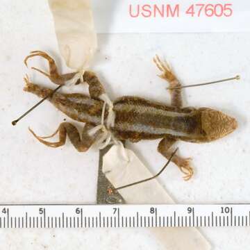 Image of Longtail Spiny Lizard