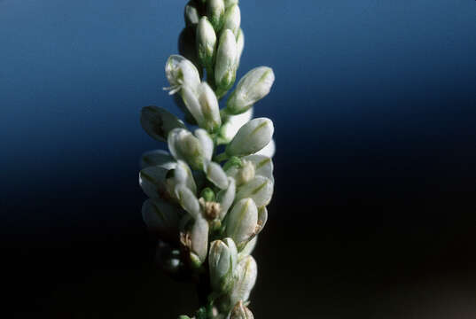 Image of West Indian milkwort