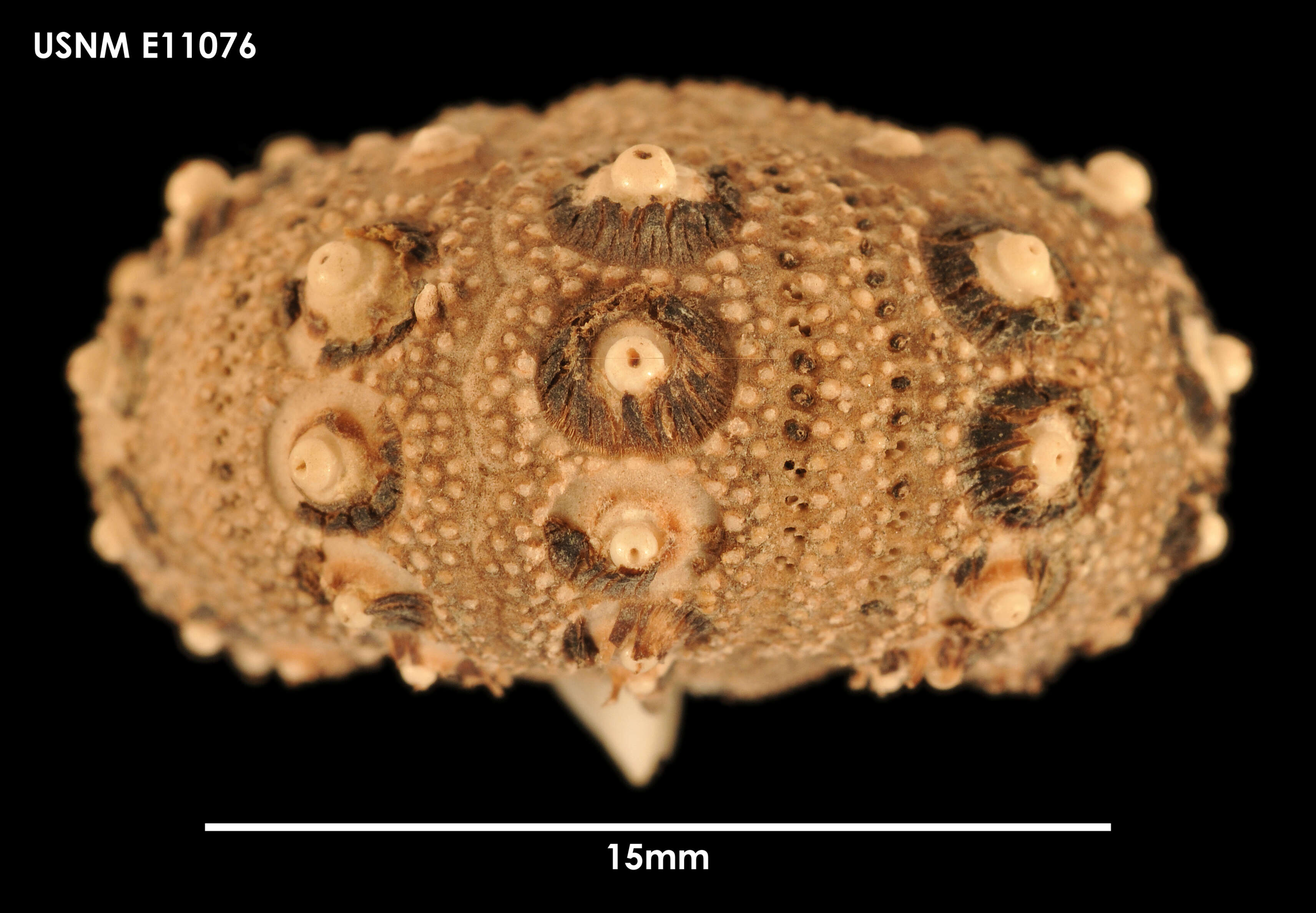 Plancia ëd Notocidaris mortenseni (Koehler 1900)