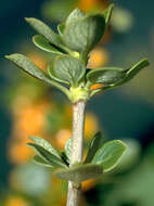 Image of alpine mirrorplant