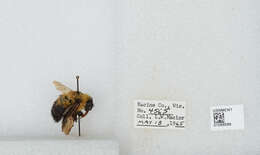 صورة Bombus bimaculatus Cresson 1864