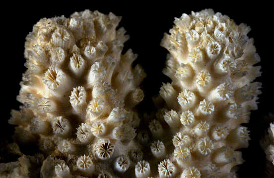 Image of Galaxea coral