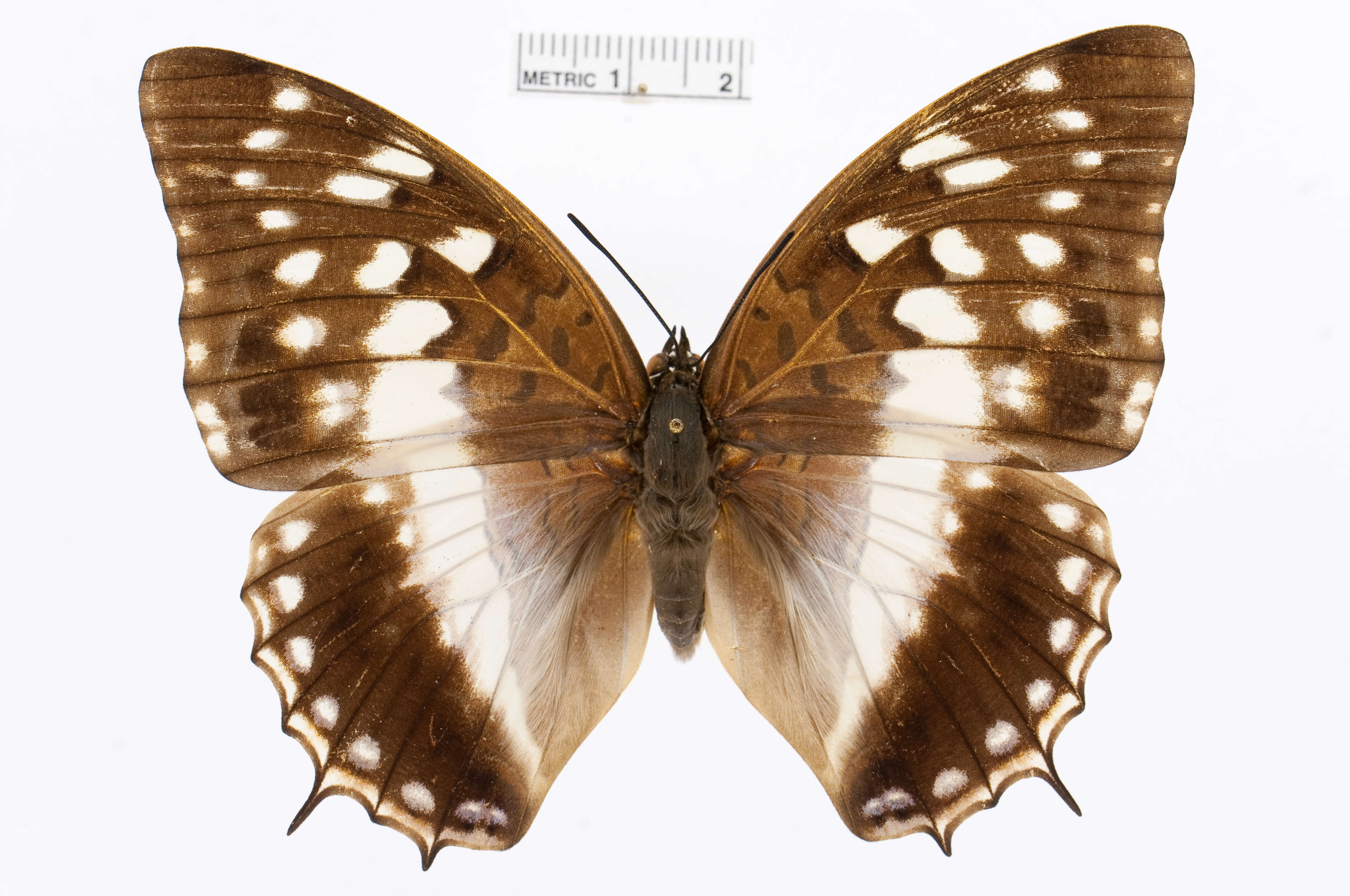 Charaxes ameliae Doumet 1861 resmi