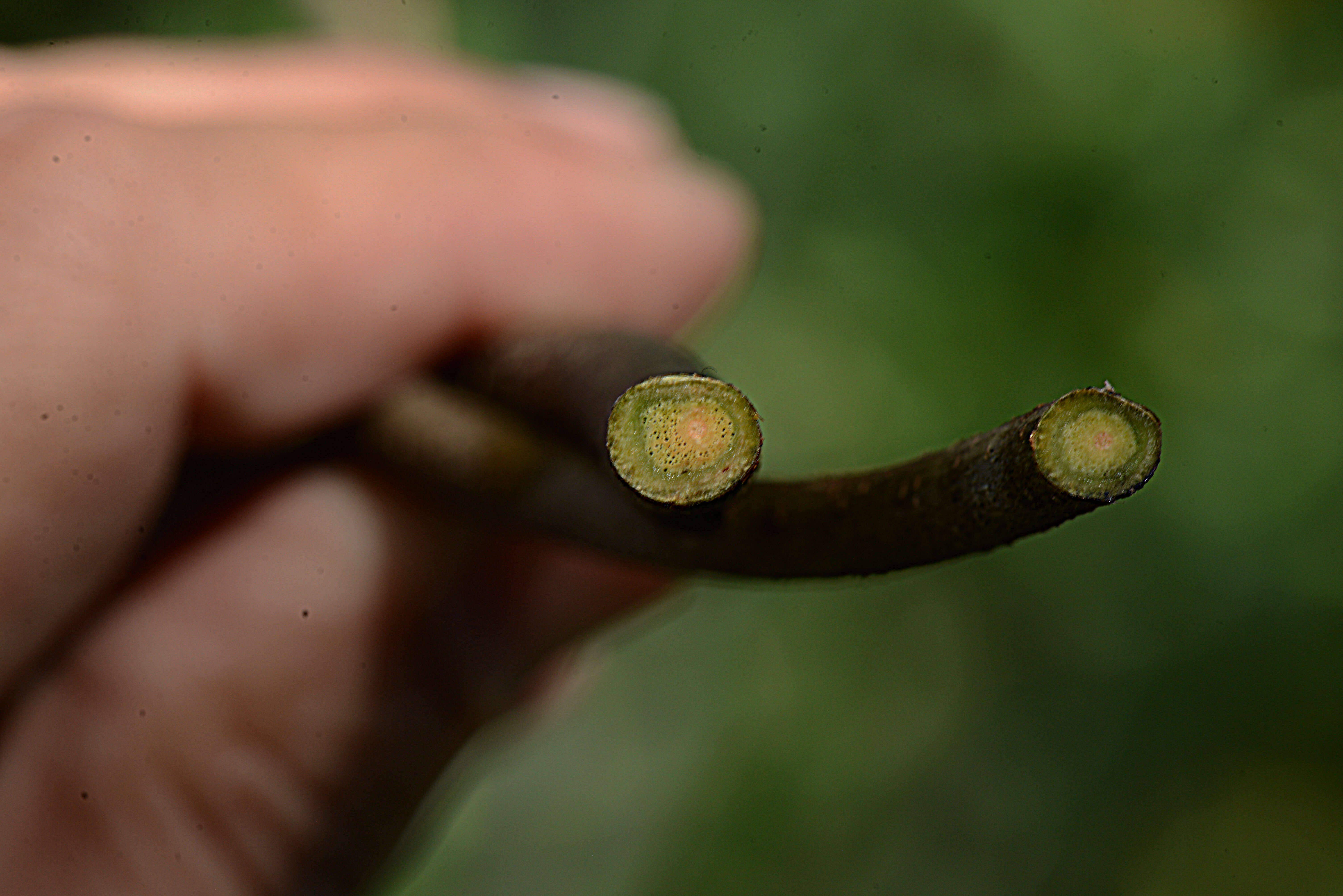 Image of Nissolia fruticosa var. fruticosa