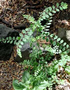 Image de Phyllanthus tenellus Roxb.