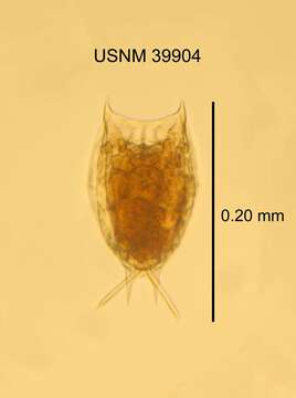 Image of Lecane stokesii (Pell 1890)