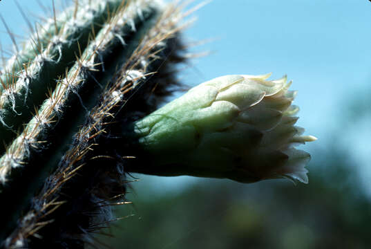 Image of Royen's Tree Cactus