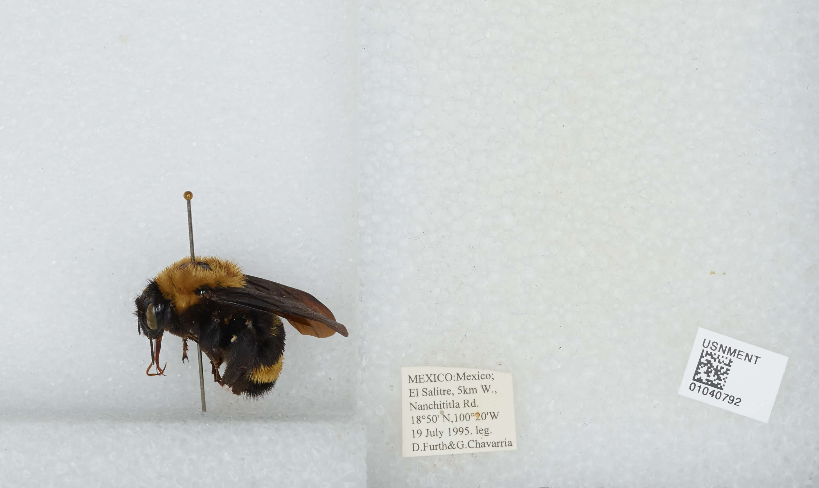 Image of Bombus steindachneri Handlirsch 1888