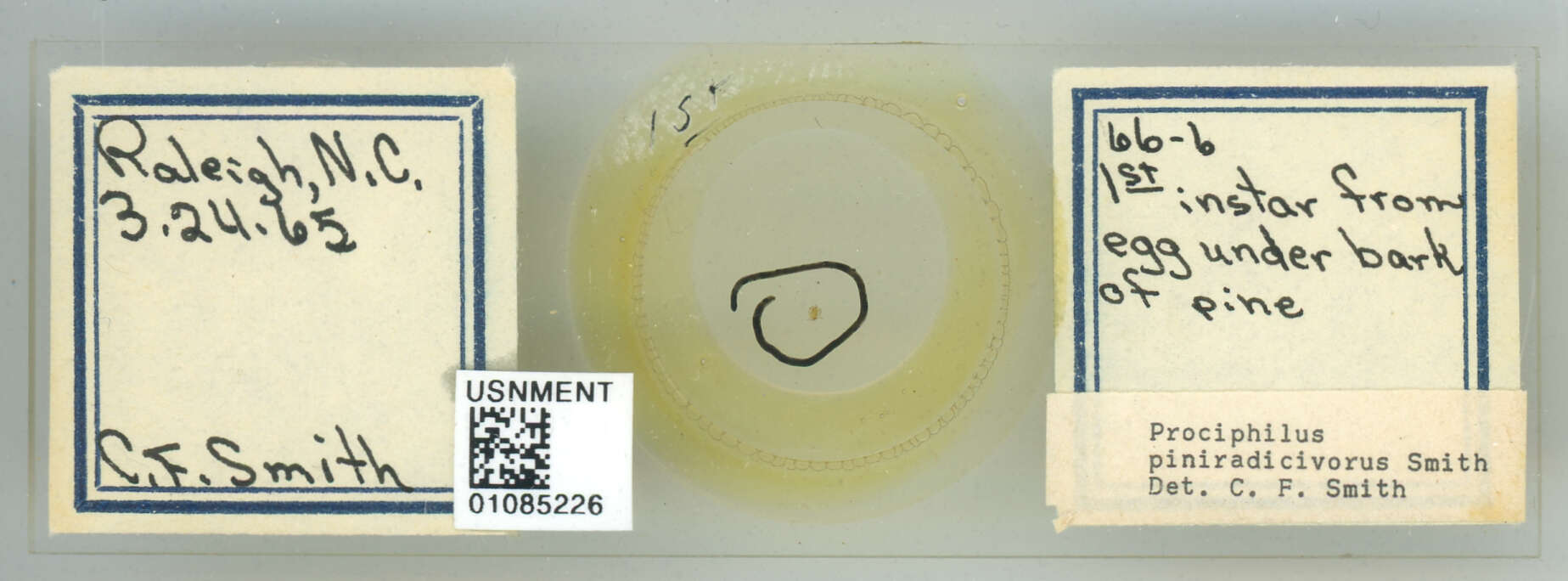 Image of Prociphilus (Prociphilus) piniradicivorus Smith & C. F. 1969