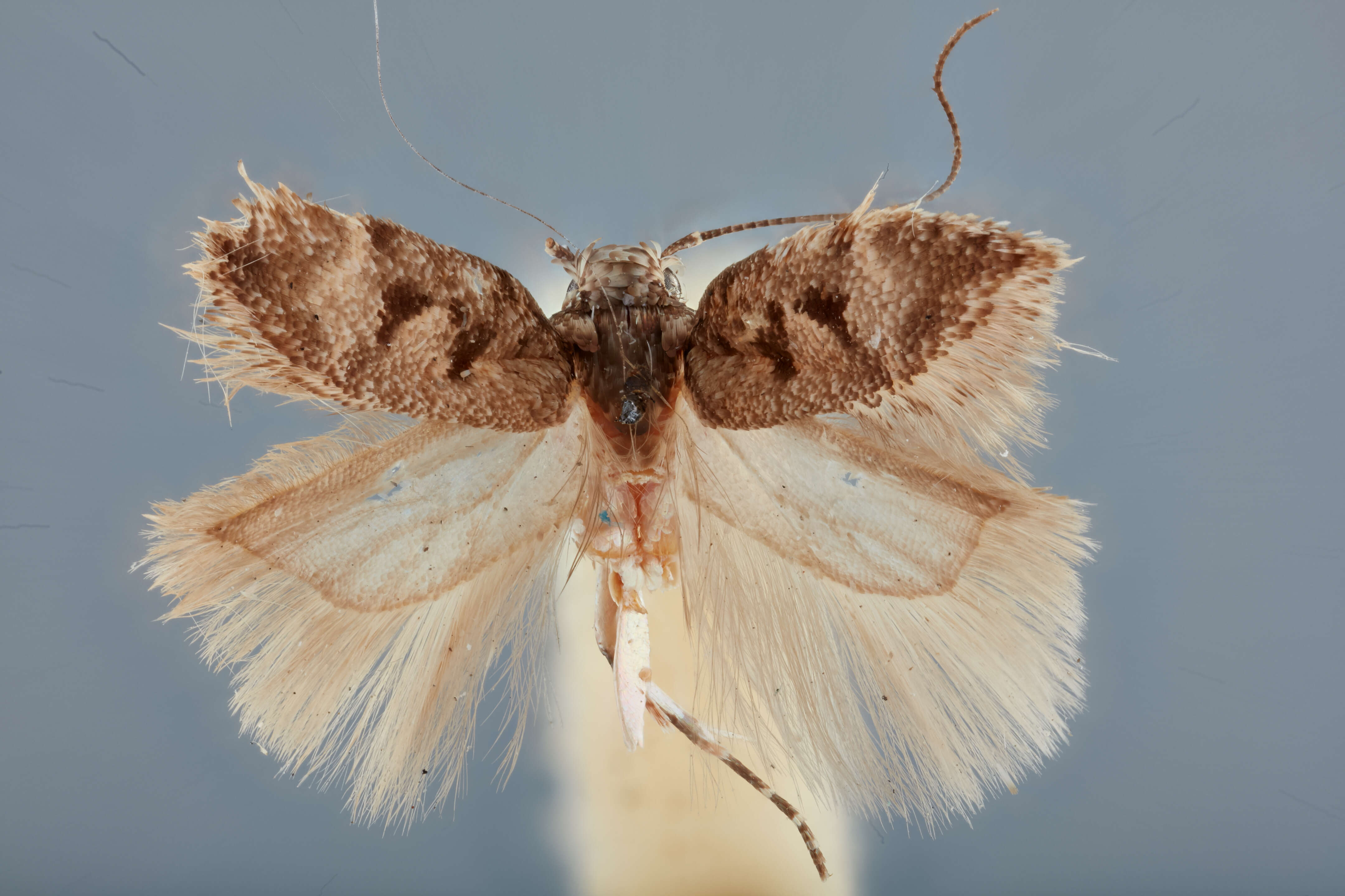 Image of Gelechia triangulella Busck 1907