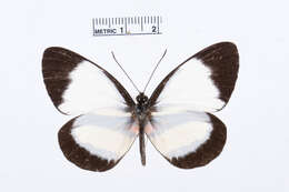 Image of Perrhybris lypera (Kollar 1850)