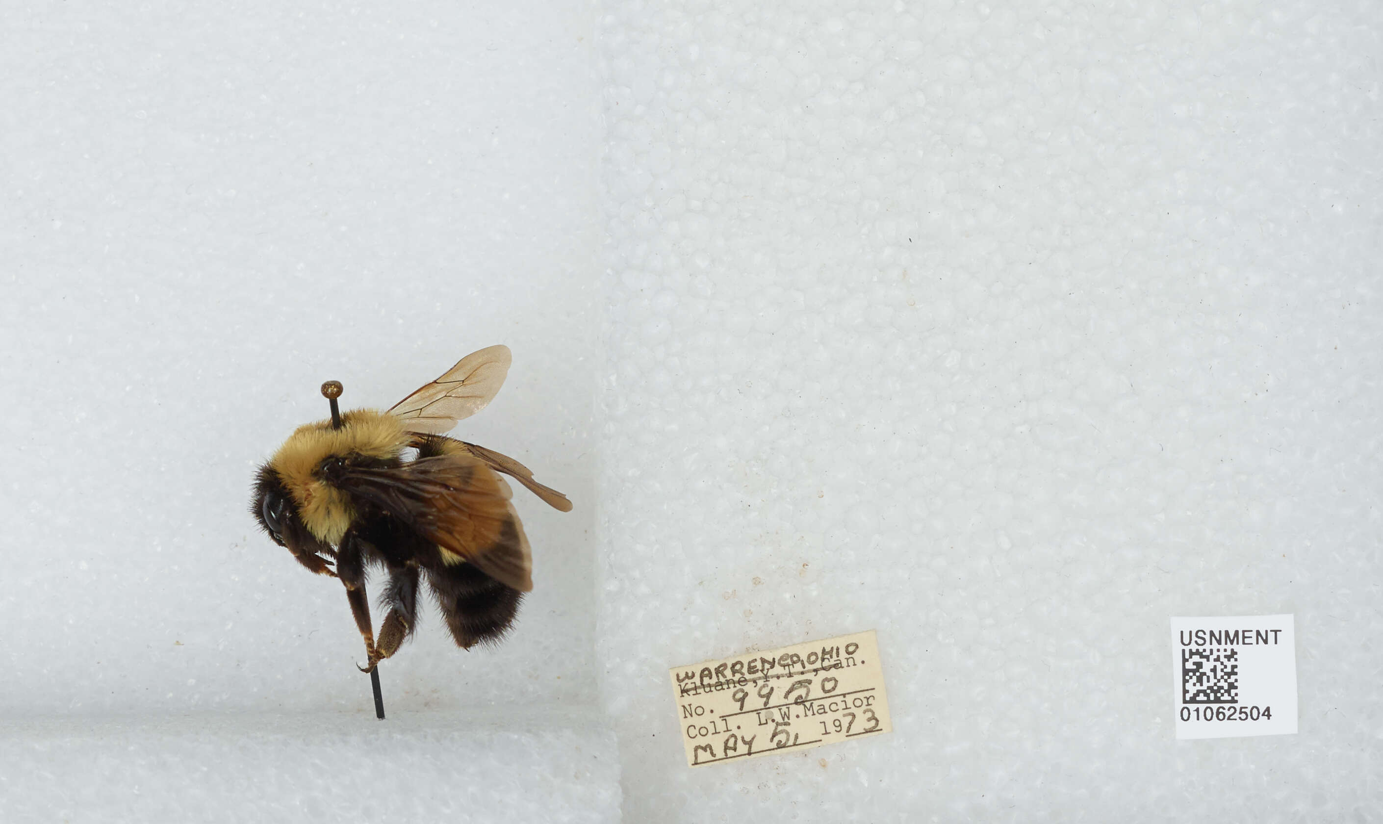 Слика од Bombus affinis Cresson 1864