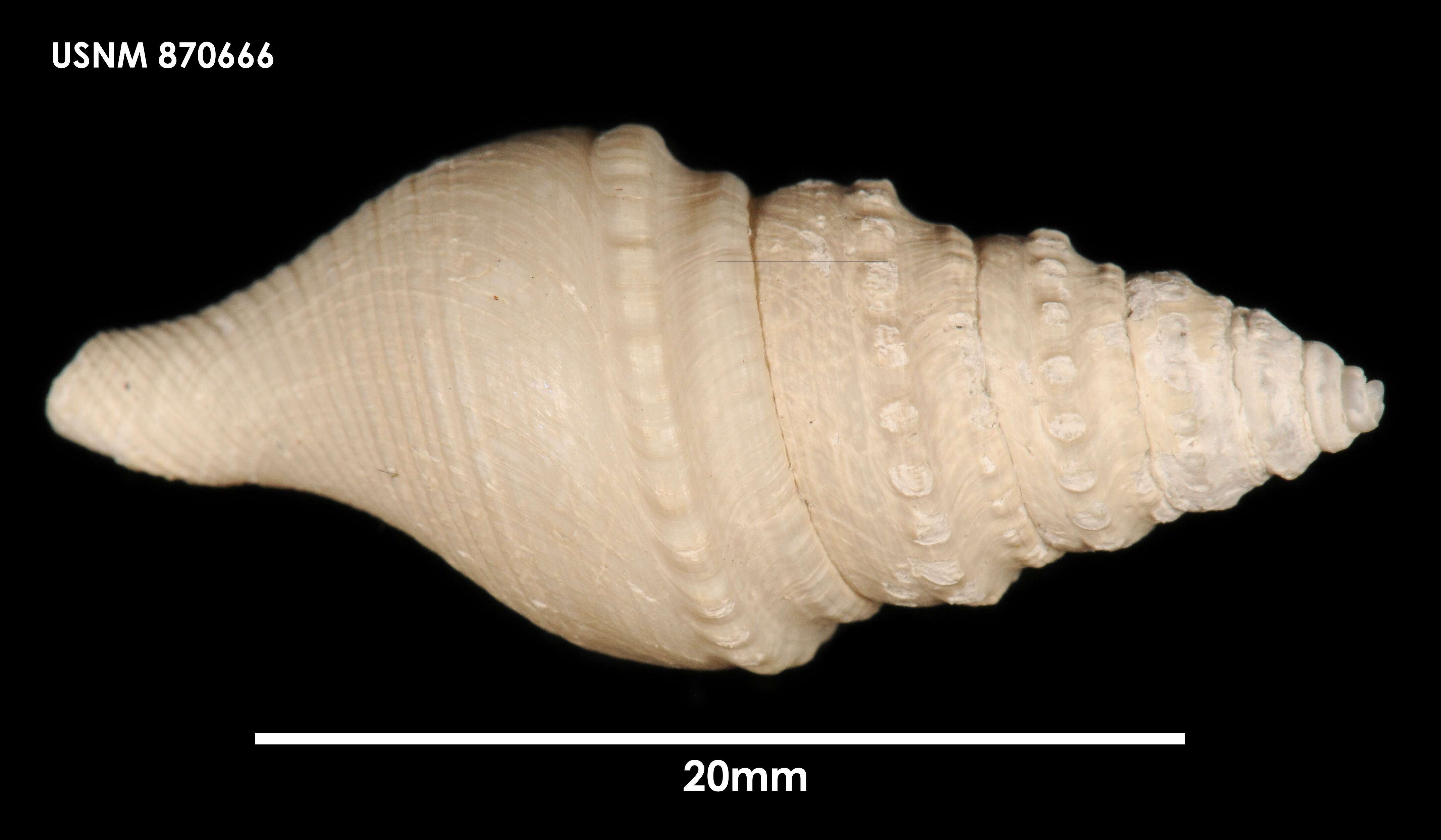 صورة Bathytoma parengonia (Dell 1956)