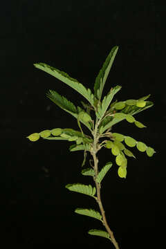 Image of Aeschynomene compacta Rose