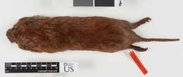 Image of Llano pocket gopher