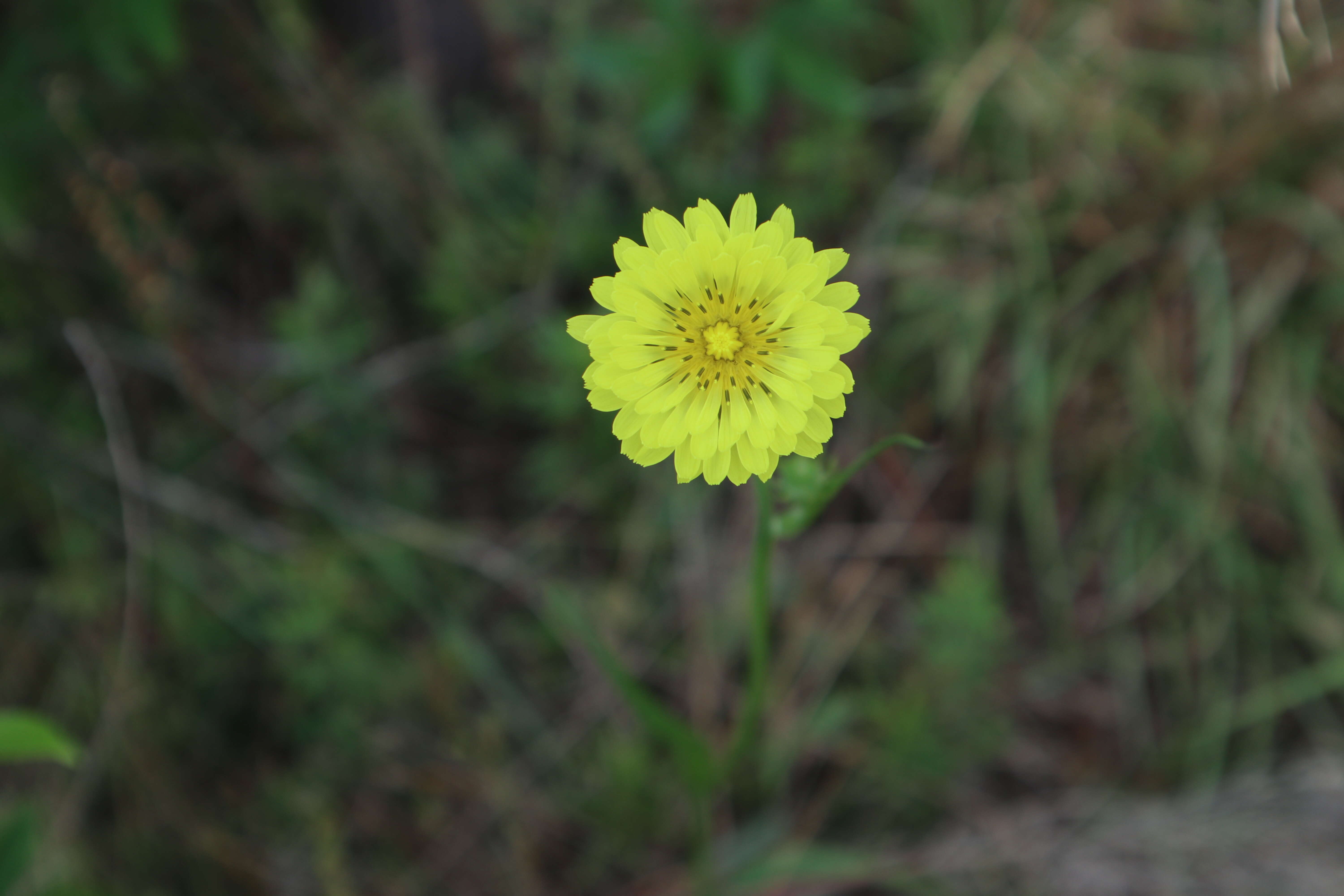 Image of Carolina desert-chicory