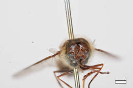 Image of Betasyrphus fletcheri Ghorpade 1994