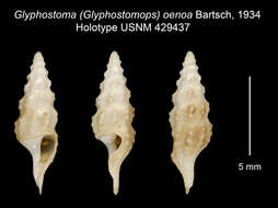 Image of <i>Glyphostoma oenoa</i>