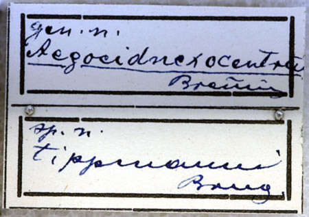 Image of Aegocidnexocentrus tippmanni Breuning 1957