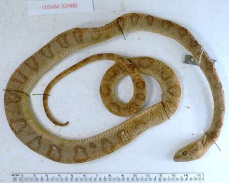 Image of Ringed Tree Boa