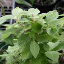 Image of Blunt Chaff Flower