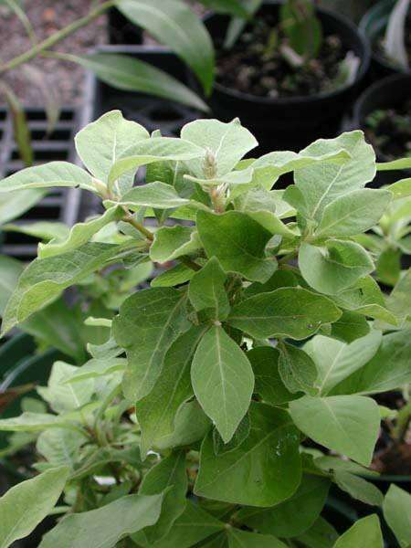 Image of Blunt Chaff Flower