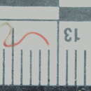 Image of Sclerolinum Southward 1961