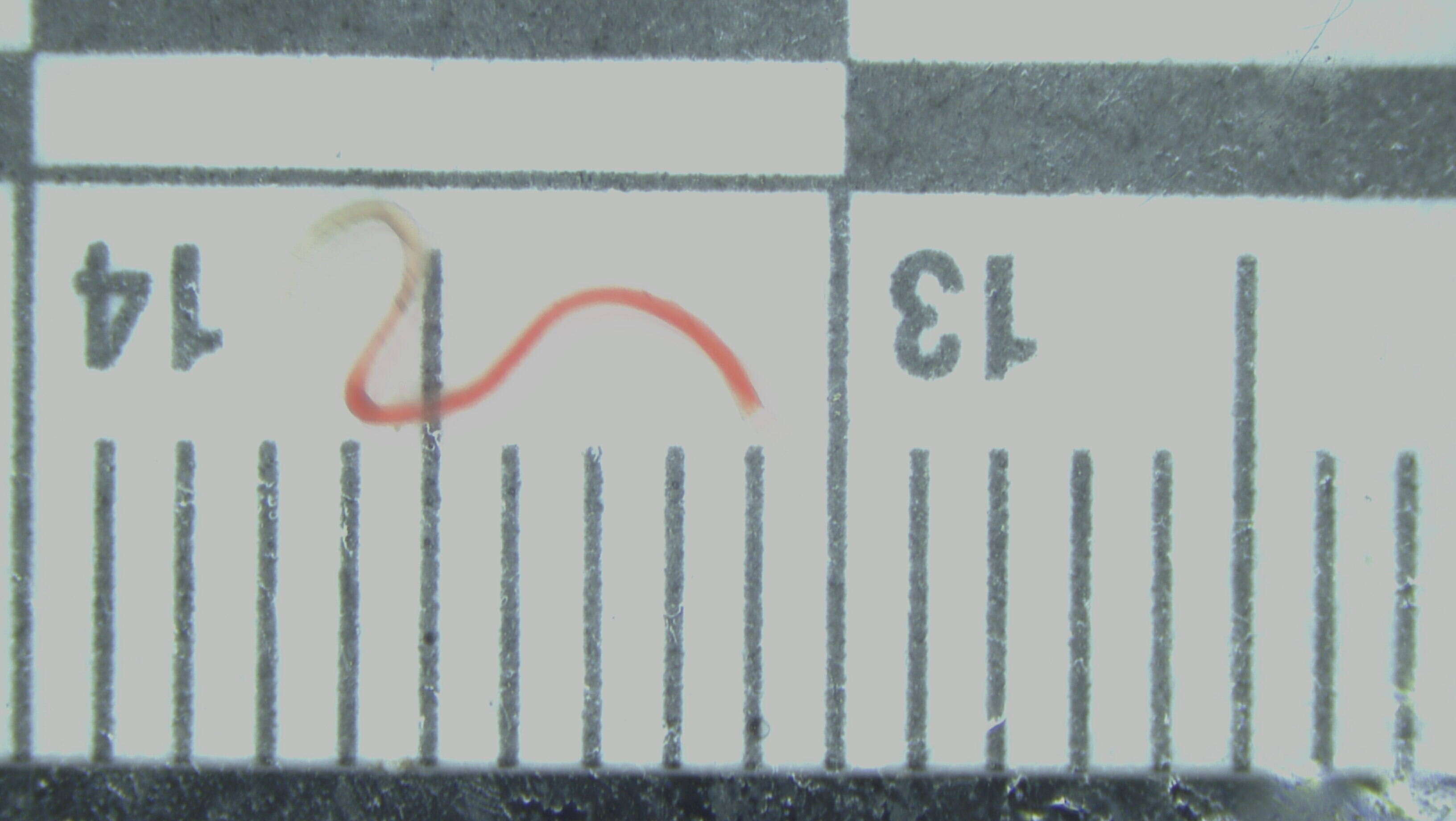 Image of Sclerolinum Southward 1961