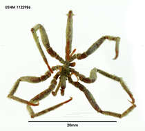Image of spiders