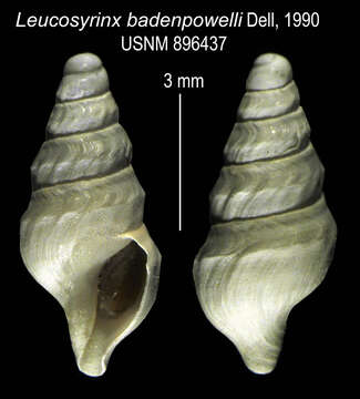 Image of Antarctospira badenpowelli (Dell 1990)