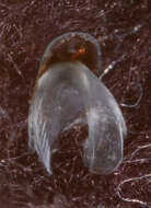 Image of Wonderful firefly squid