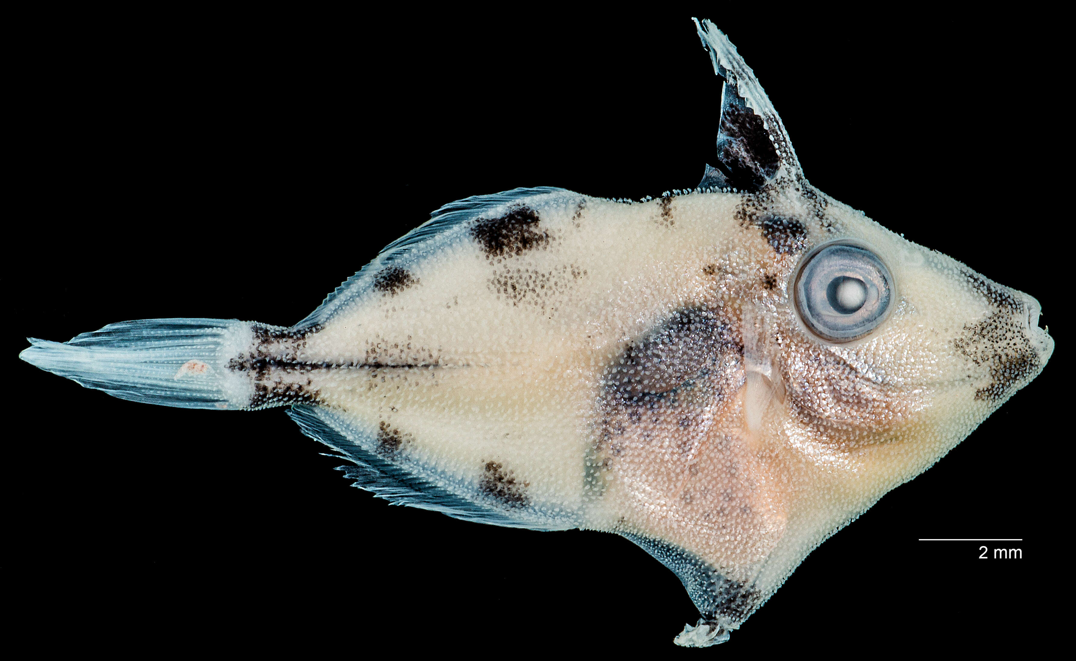 Image of Fringed Filefish