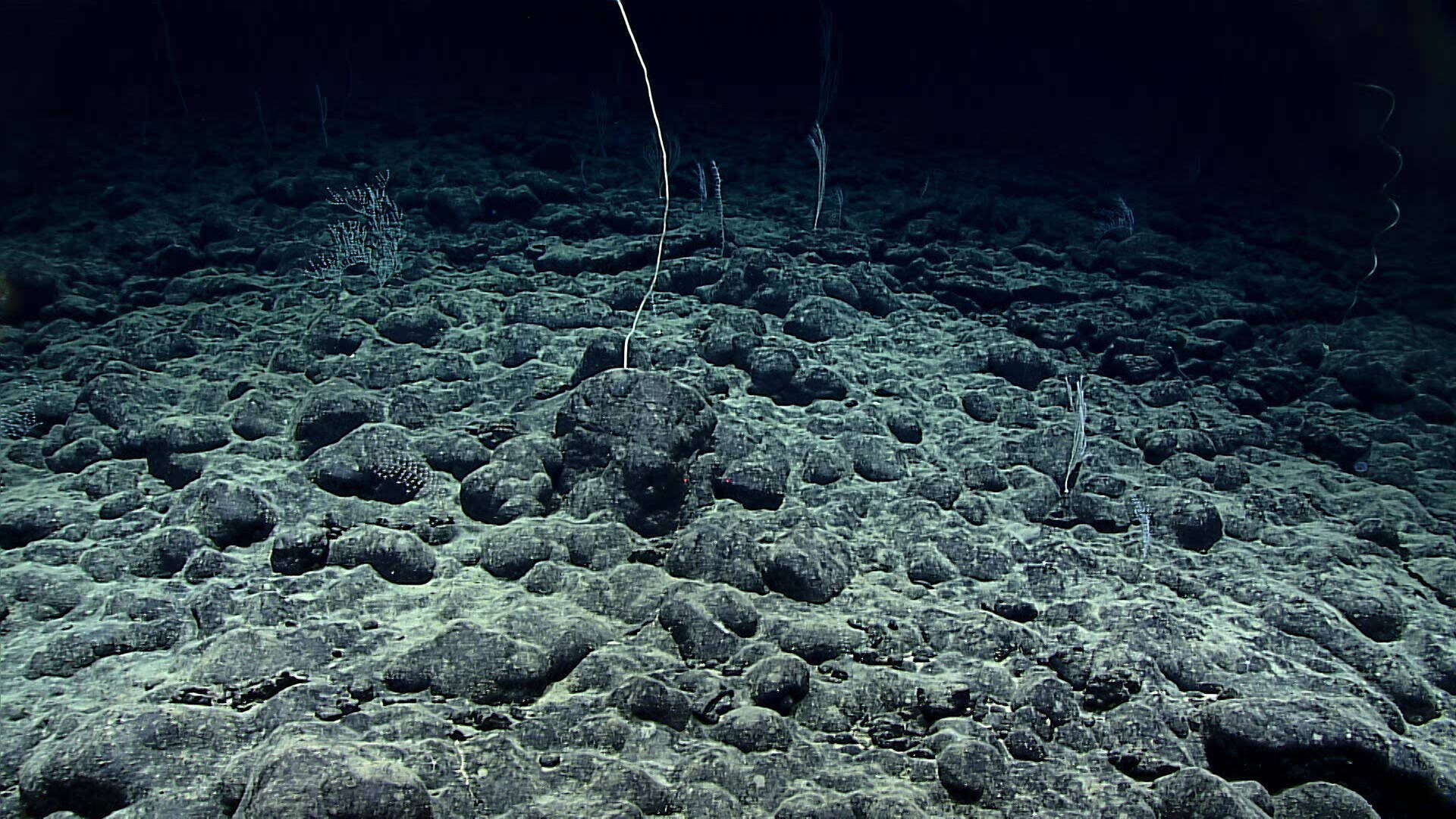 Image of Chrysogorgia pinnata Cairns 2007