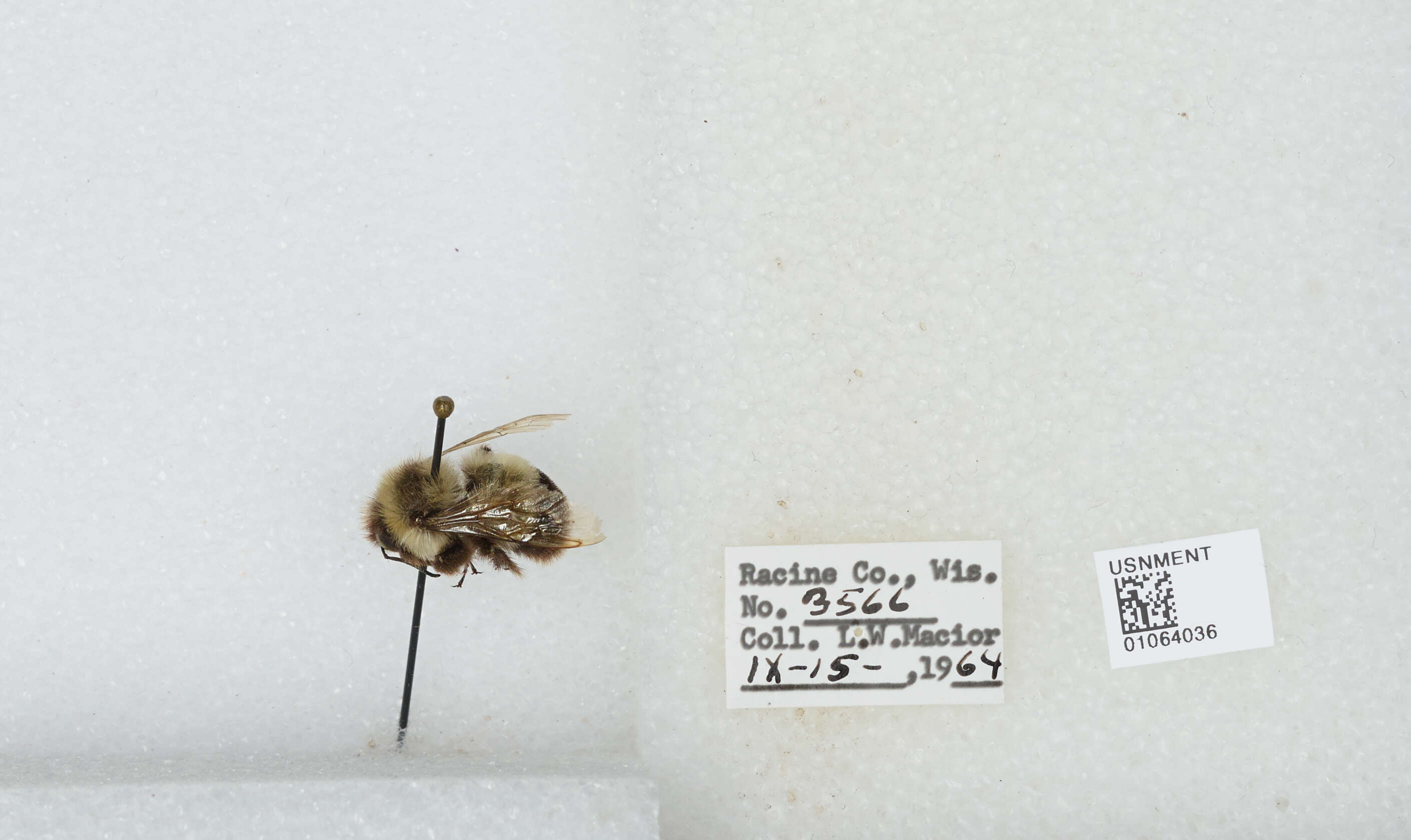 Слика од Bombus affinis Cresson 1864