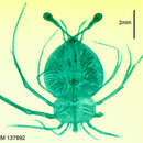 Image of Linuparus White 1847