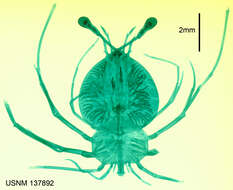 Image of Linuparus White 1847