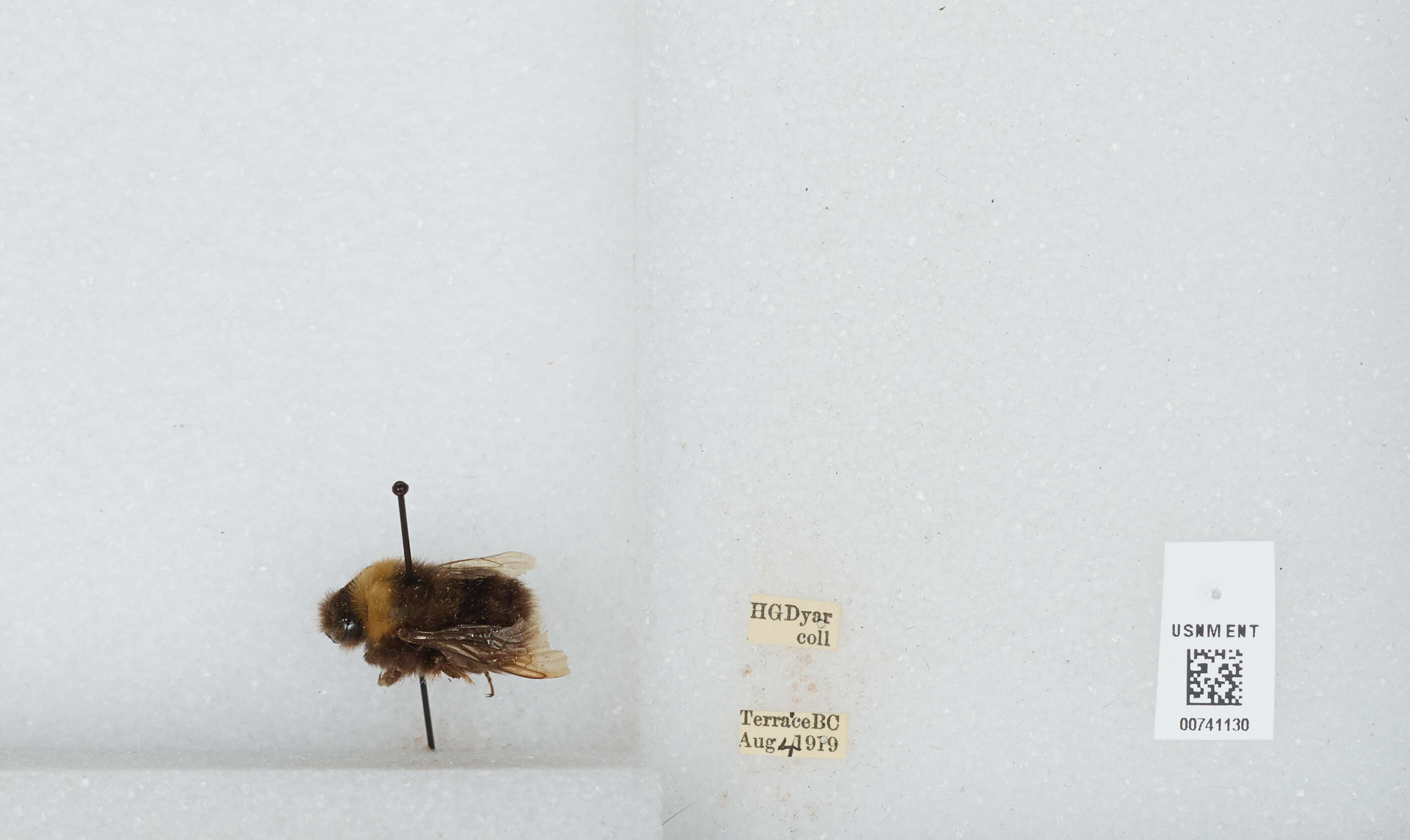 Слика од Bombus occidentalis Greene 1858