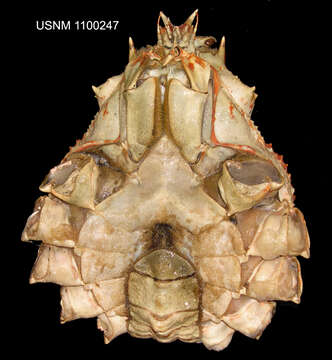 Image of Macrocheira De Haan 1839