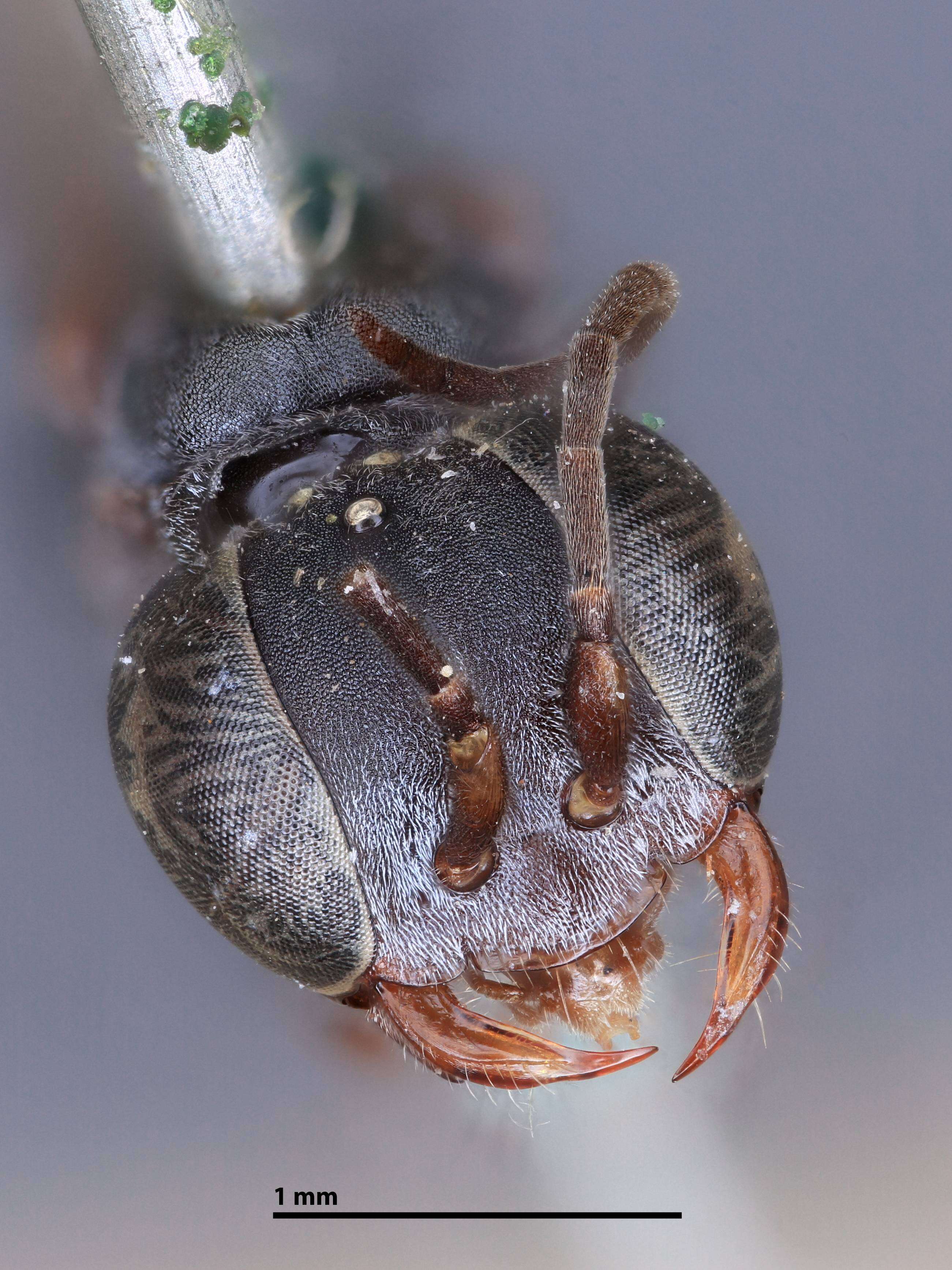 Image of Miscophus cyanurus (Rohwer 1909)