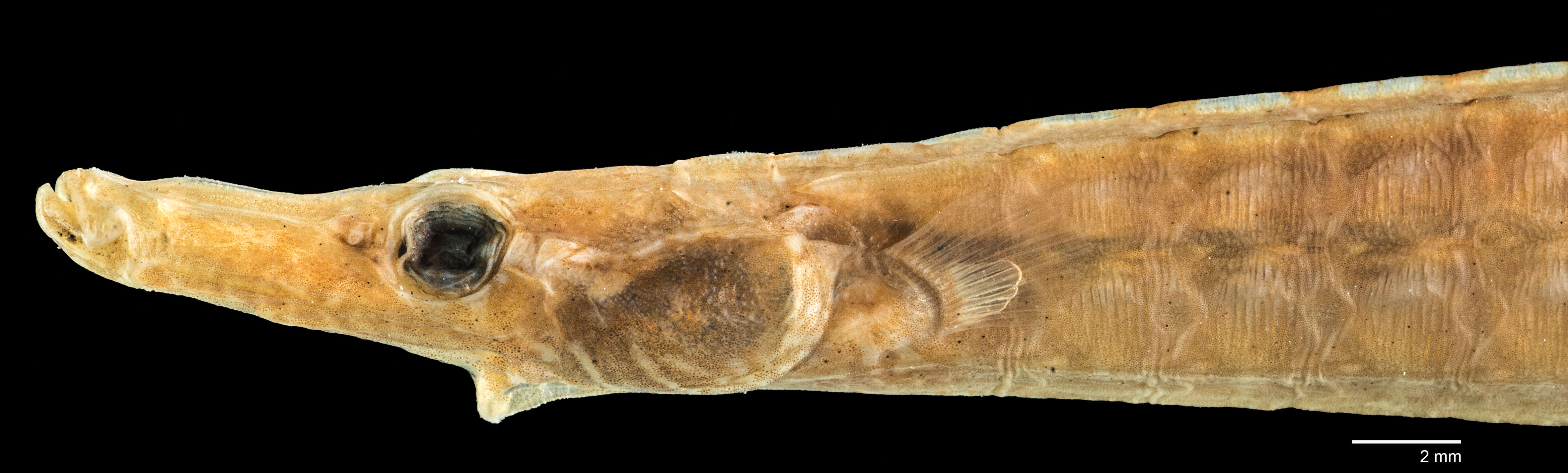 Image of Pipefish