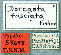 Image of Bebelis fasciata (Fisher 1947)
