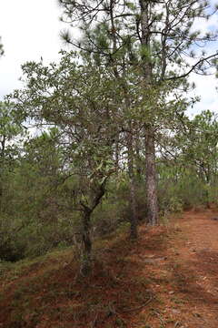 Image of Bluejack Oak