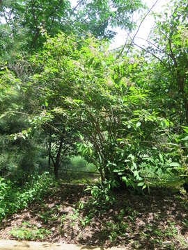 Image of Bodinier's beautyberry