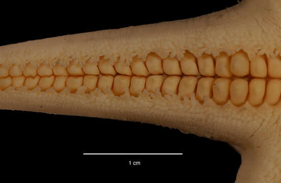 Image of Bathybiaster Danielssen & Koren 1883