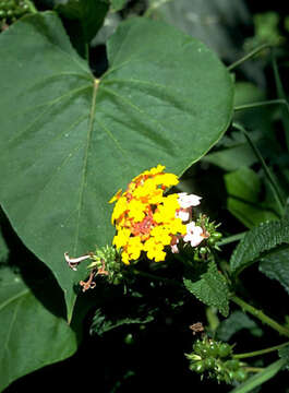 Image of lantana